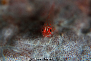 Red head by Stan Flachs 